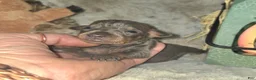 Miniature Pinscher dogs for sale: Apallo - Ad 2