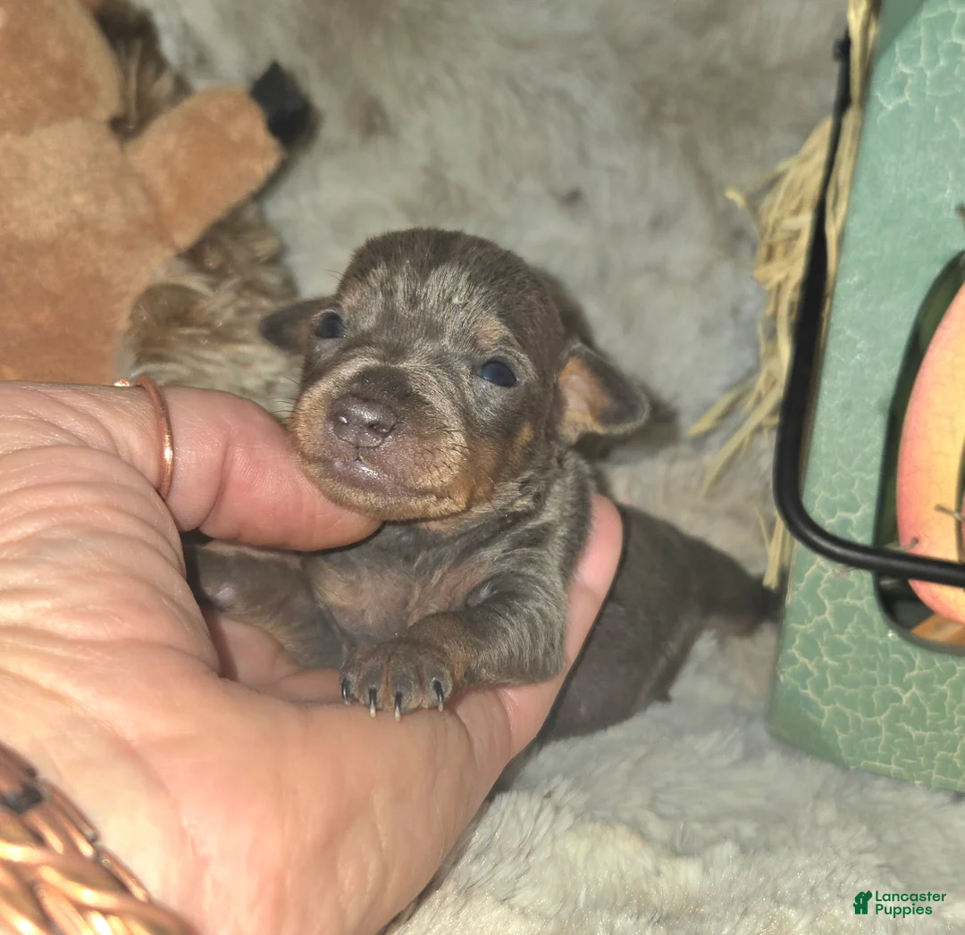 Miniature Pinscher dogs for sale: Apallo - Ad 2