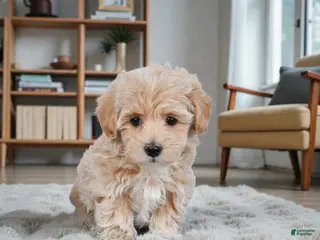 Maltipoo dogs JOY - Ad 5