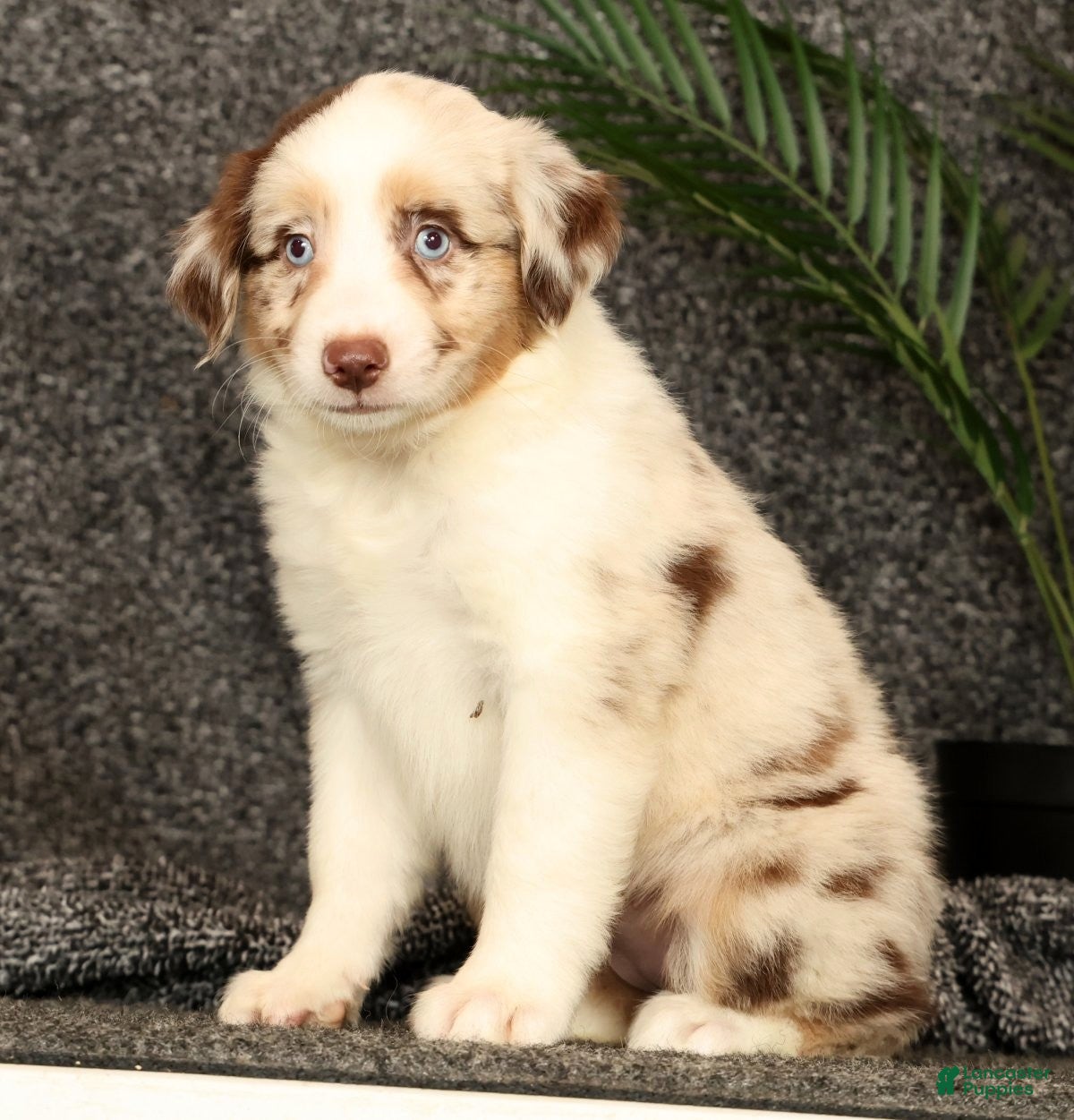 Miniature Australian Shepherd dogs Molly - Ad 2