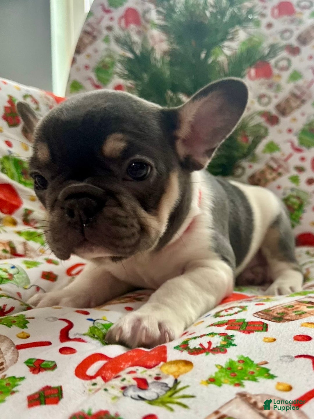 French Bulldog dogs for sale: 🎄 AKC Registered Rare Blue Pied French Bulldog Puppy – Ready for the Holidays! - Ad 3