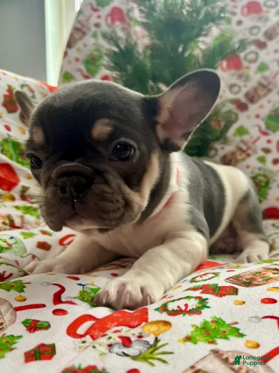 French Bulldog dogs for sale: 🎄 AKC Registered Rare Blue Pied French Bulldog Puppy – Ready for the Holidays! - Ad 3