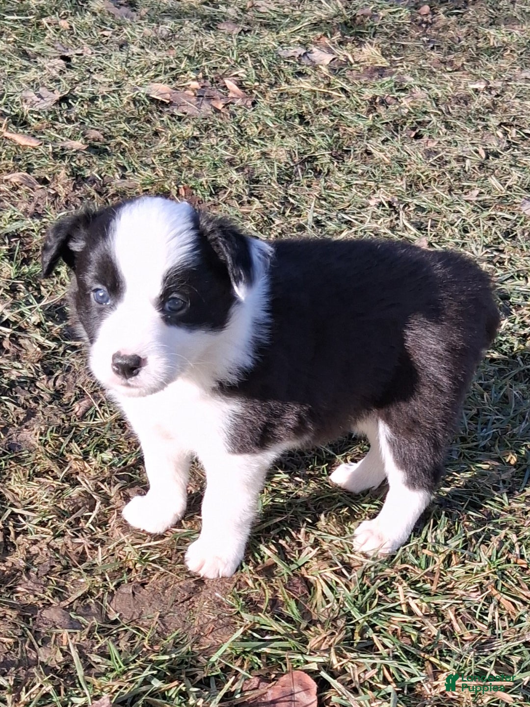 Border Collie dogs for sale: Daisy - Ad 2