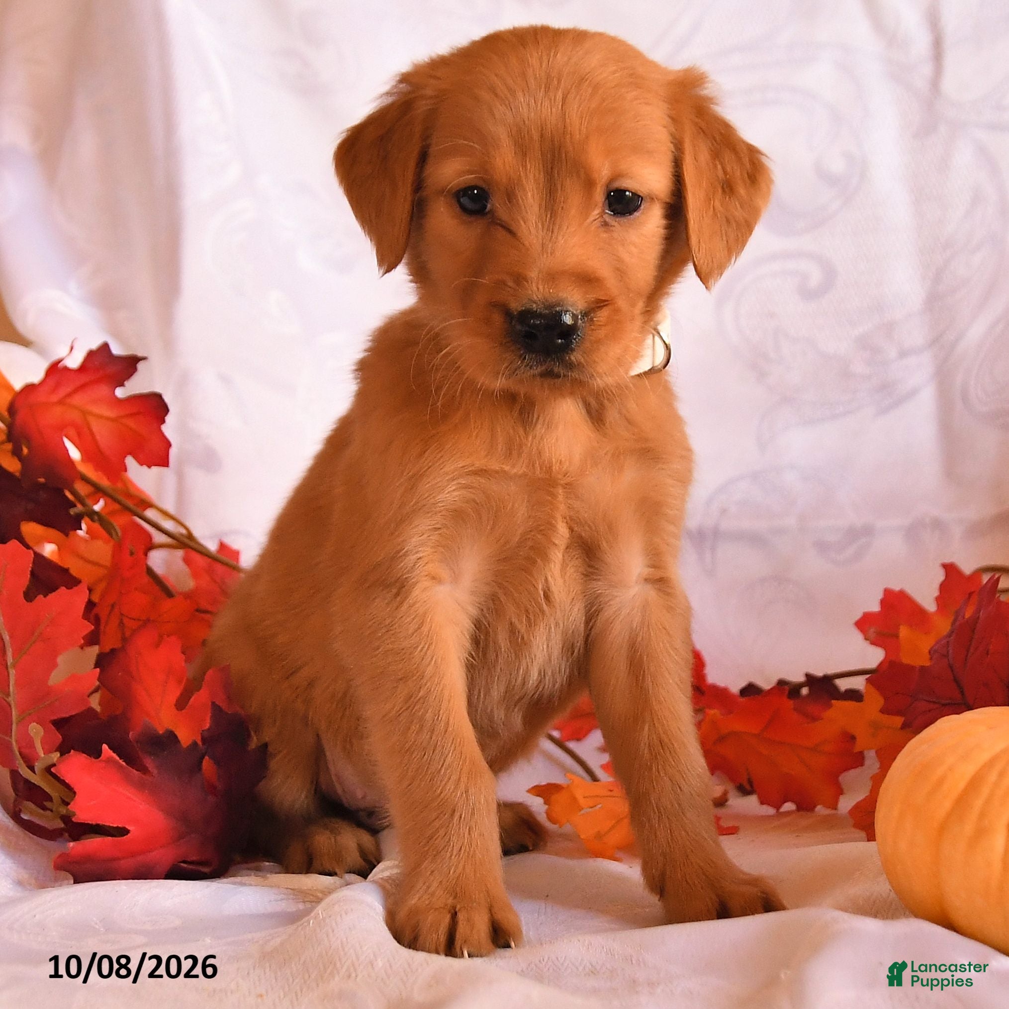 Golden Retriever dogs Ben - Ad 2