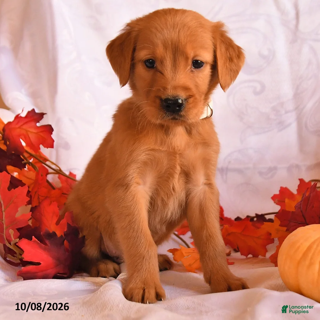 Golden Retriever dogs for sale: Ben - Ad 2