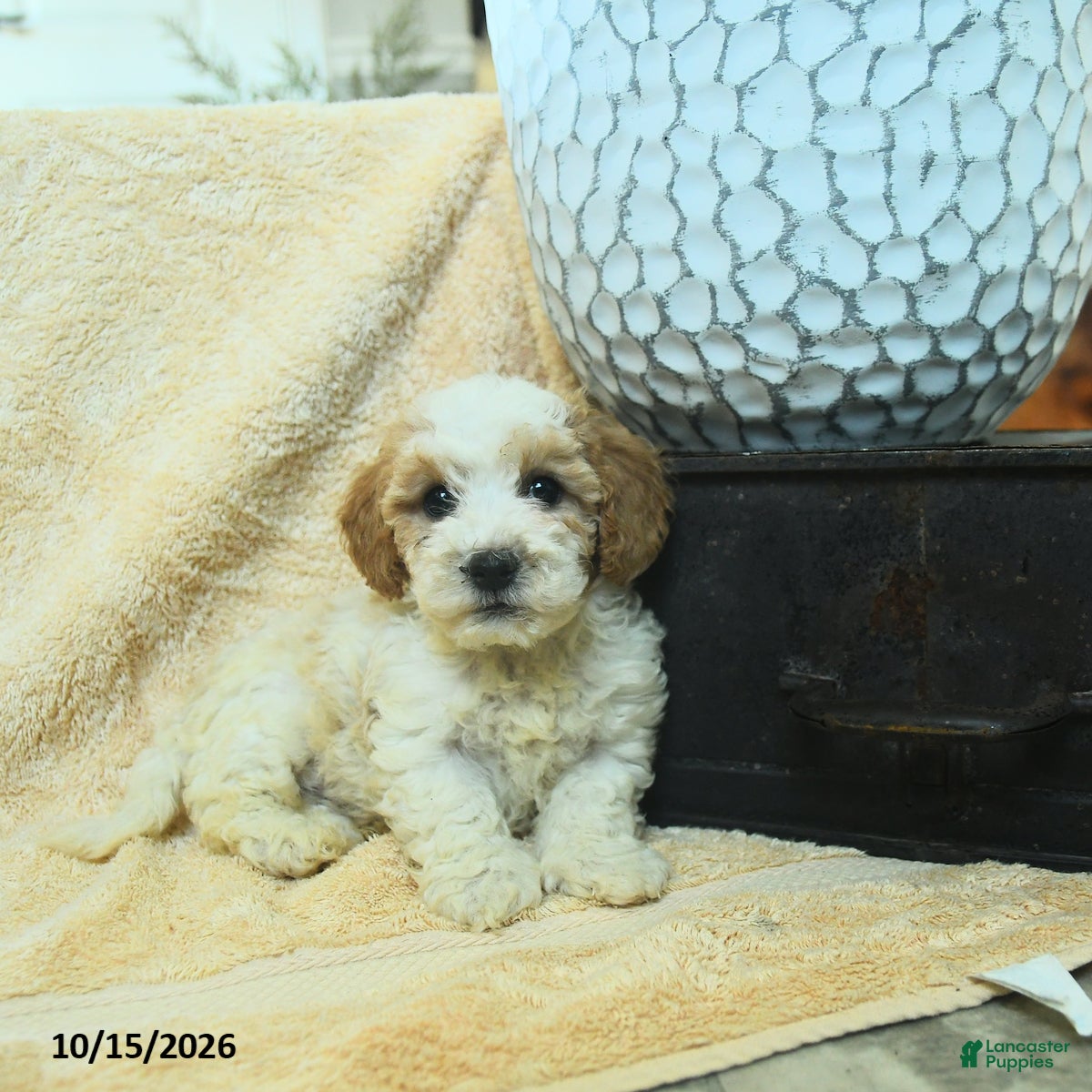 Miniature Poodle dogs Matt   - Ad 1