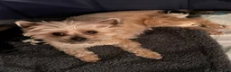 Mixed Breed dogs for sale: Mixed Breed 3 - Ad 2