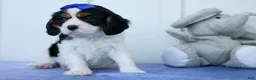 Cavalier King Charles Spaniel dogs for sale: Walker 🩵 - Ad 9