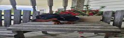 Dachshund dogs for sale: Bud - Ad 11