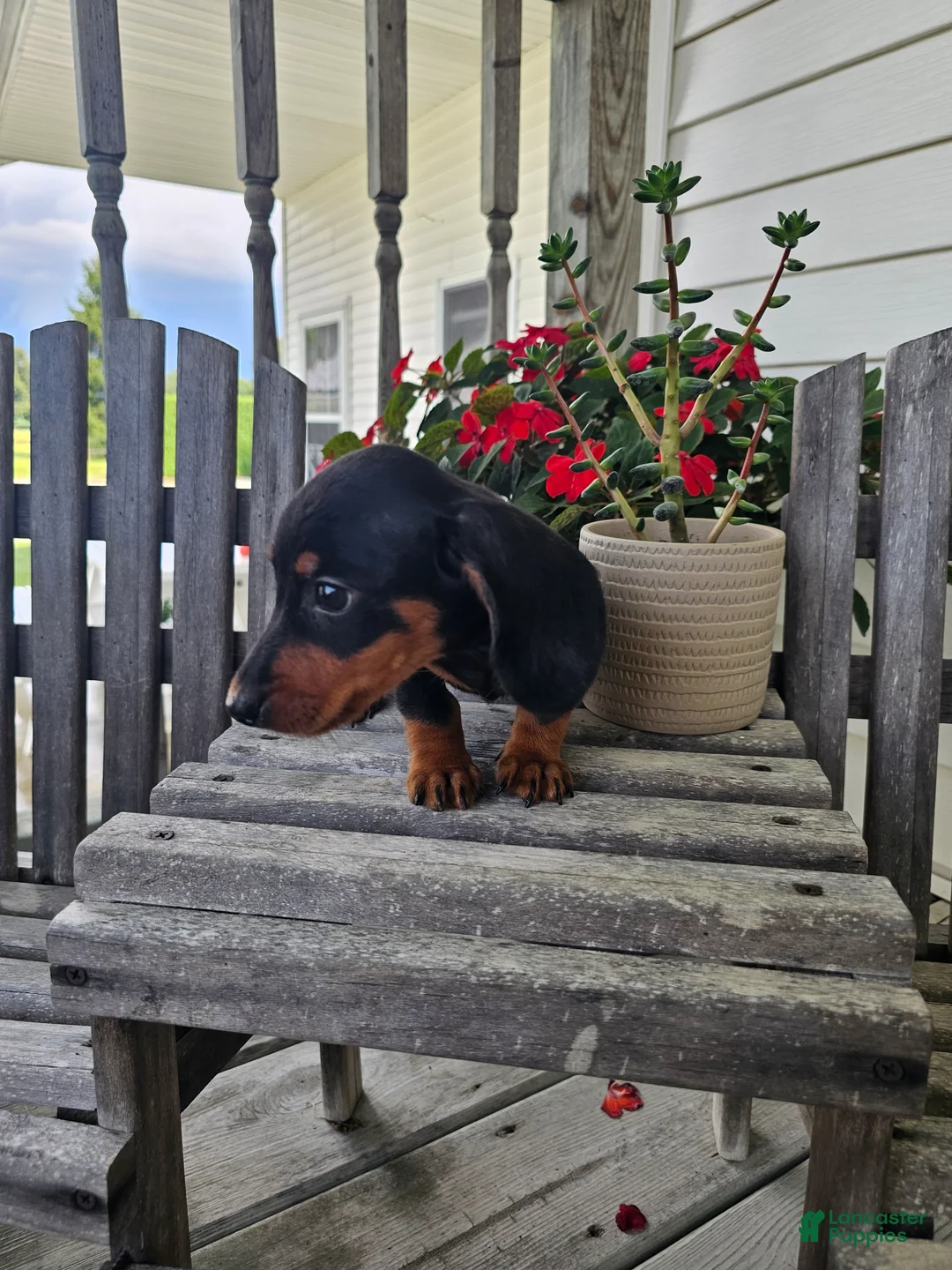 Dachshund dogs for sale: Bud - Ad 11