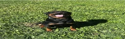 Rottweiler dogs for sale: Rocky - Ad 2