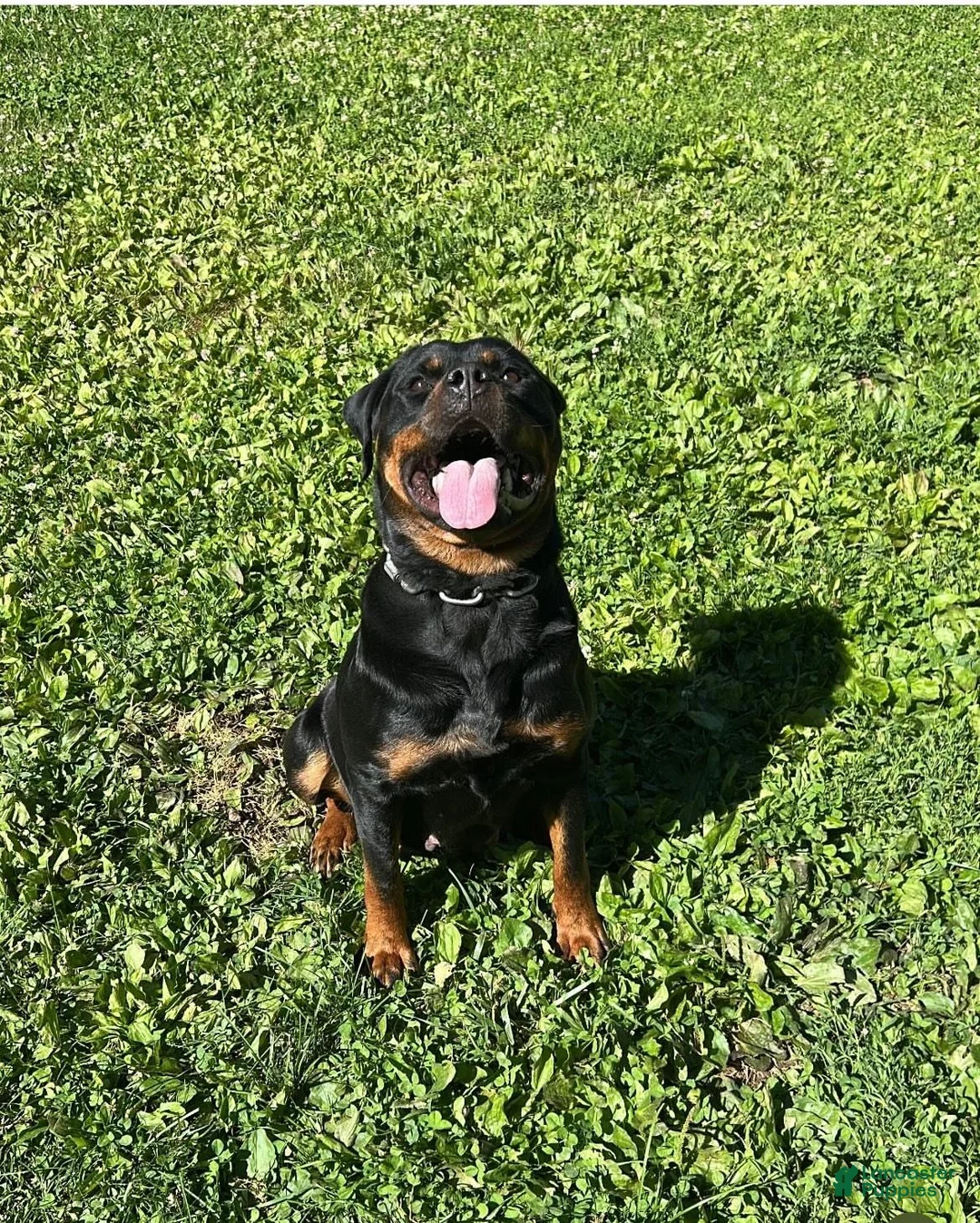 Rottweiler dogs for sale: Rocky - Ad 2