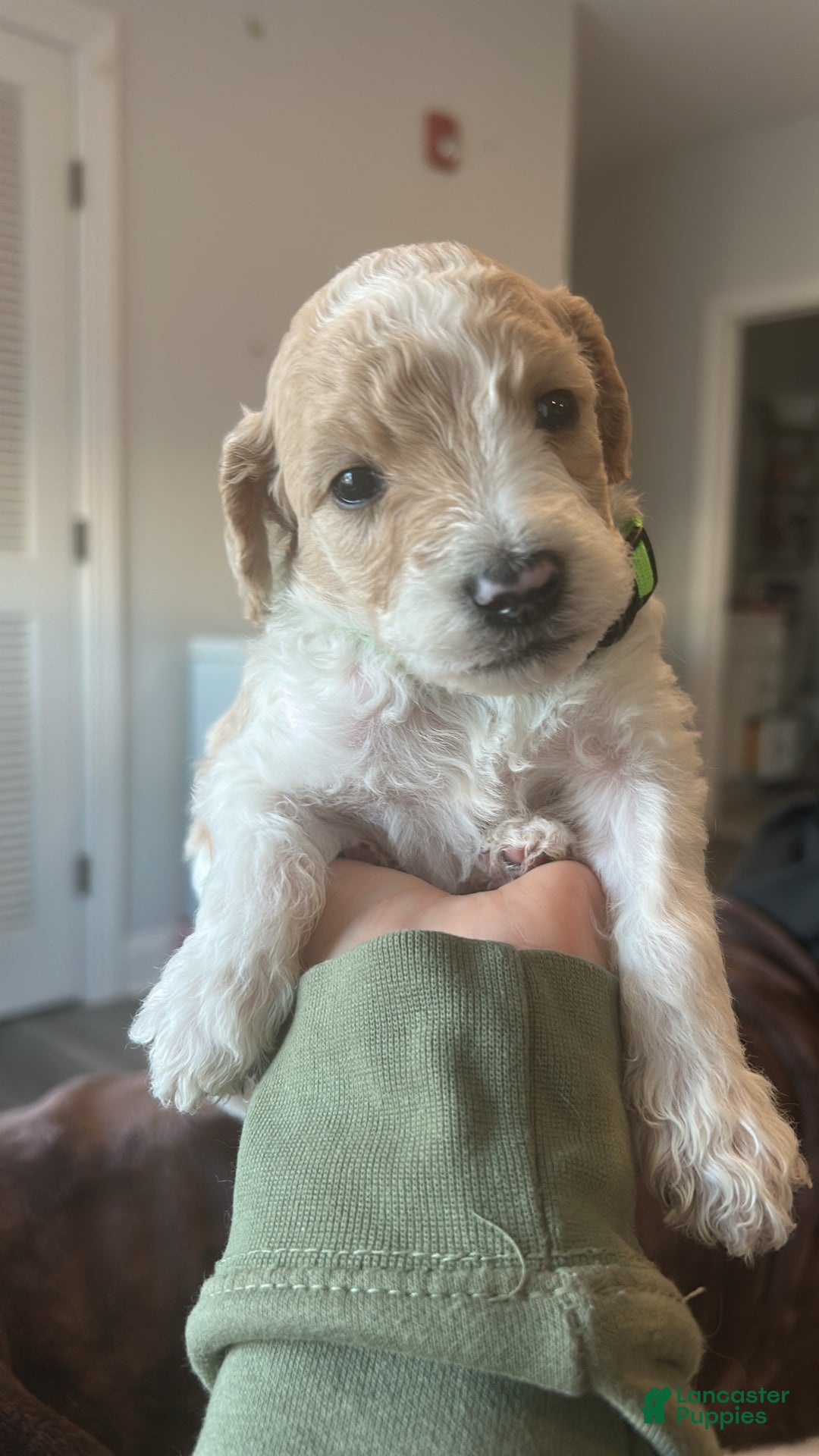 Goldendoodle dogs for sale: Cody - Ad 2
