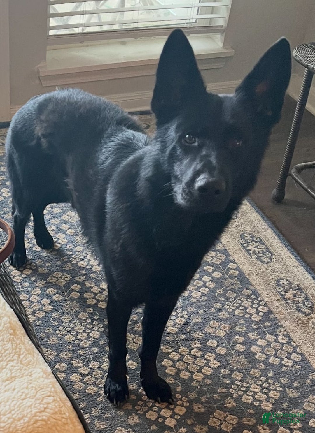 Gallery Image {{count}}