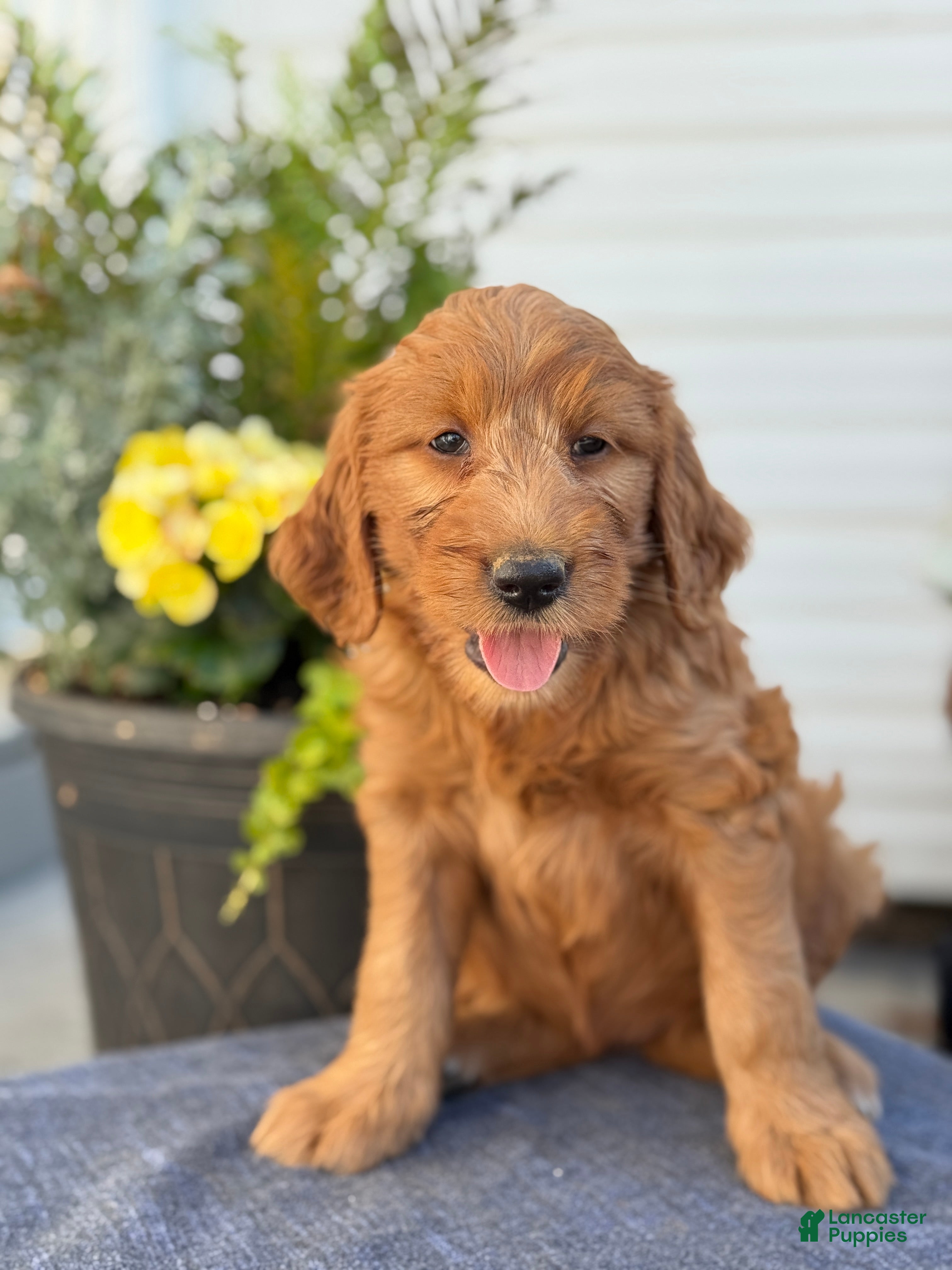 Goldendoodle dogs Teagan - Ad 1