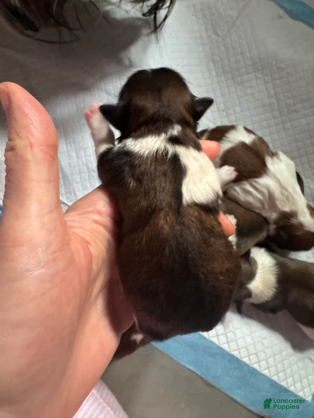 Mixed Breed dogs for sale: Teddy Bear 2 - Ad 2