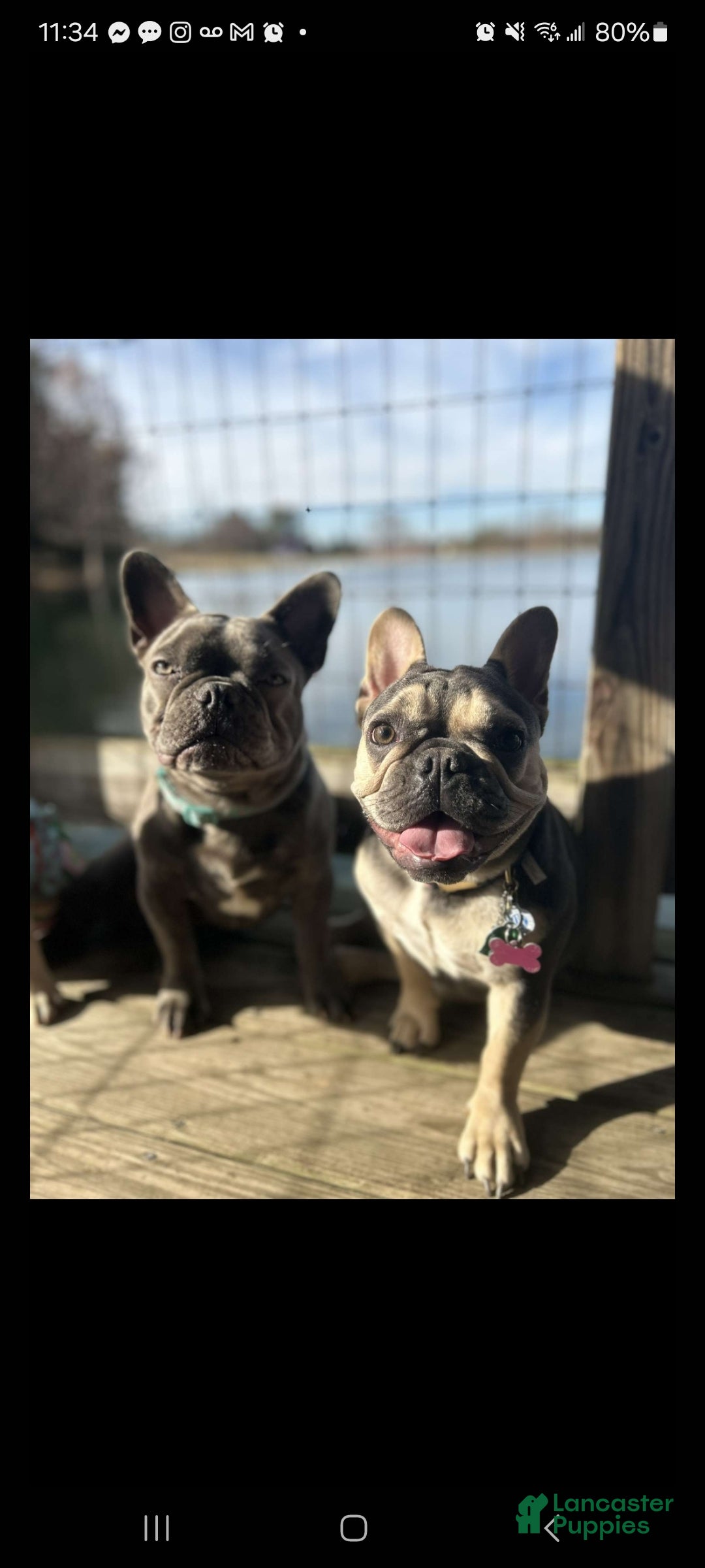 French Bulldog dogs for sale: Punkin - Ad 3