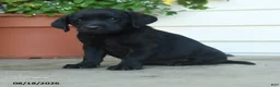 Labrador Retriever dogs for sale: Palmer - Ad 5