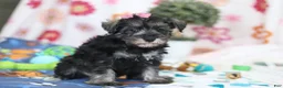 Miniature Schnauzer dogs for sale: Tessa - Ad 3