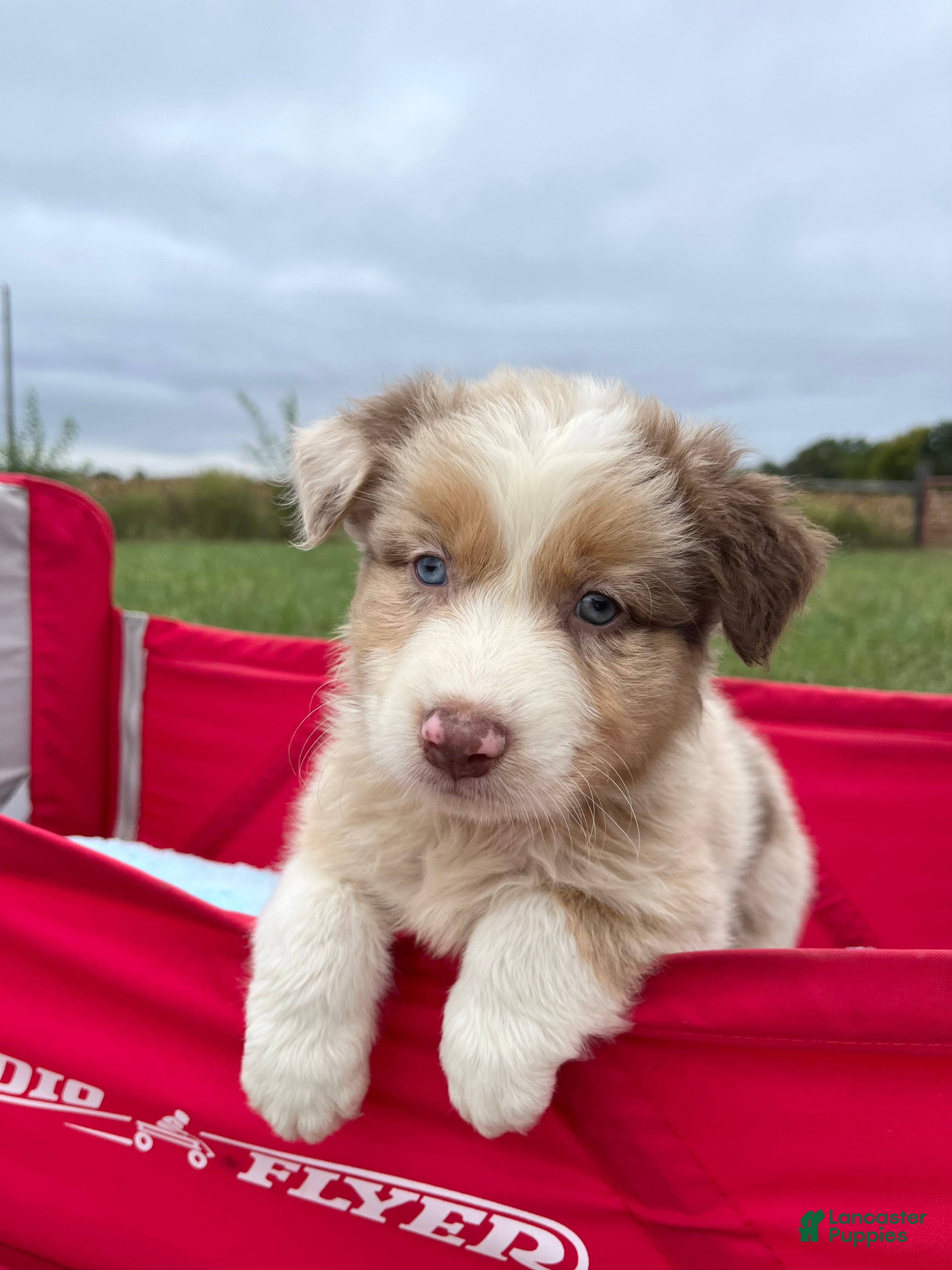 Australian Shepherd dogs Tyler - Ad 1
