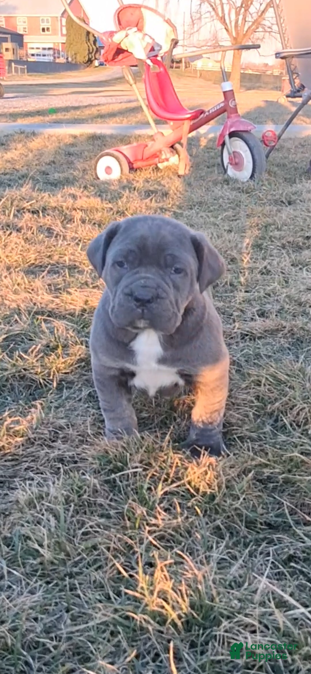 Cane Corso dogs Brianna - Ad 2