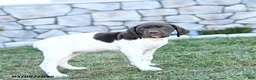 German Shorthaired Pointer dogs for sale: Mila - Ad 2