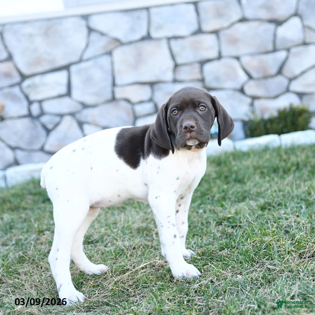 German Shorthaired Pointer dogs for sale: Mila - Ad 2