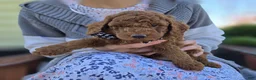 Toy Poodle dogs for sale: Joey - Ad 3