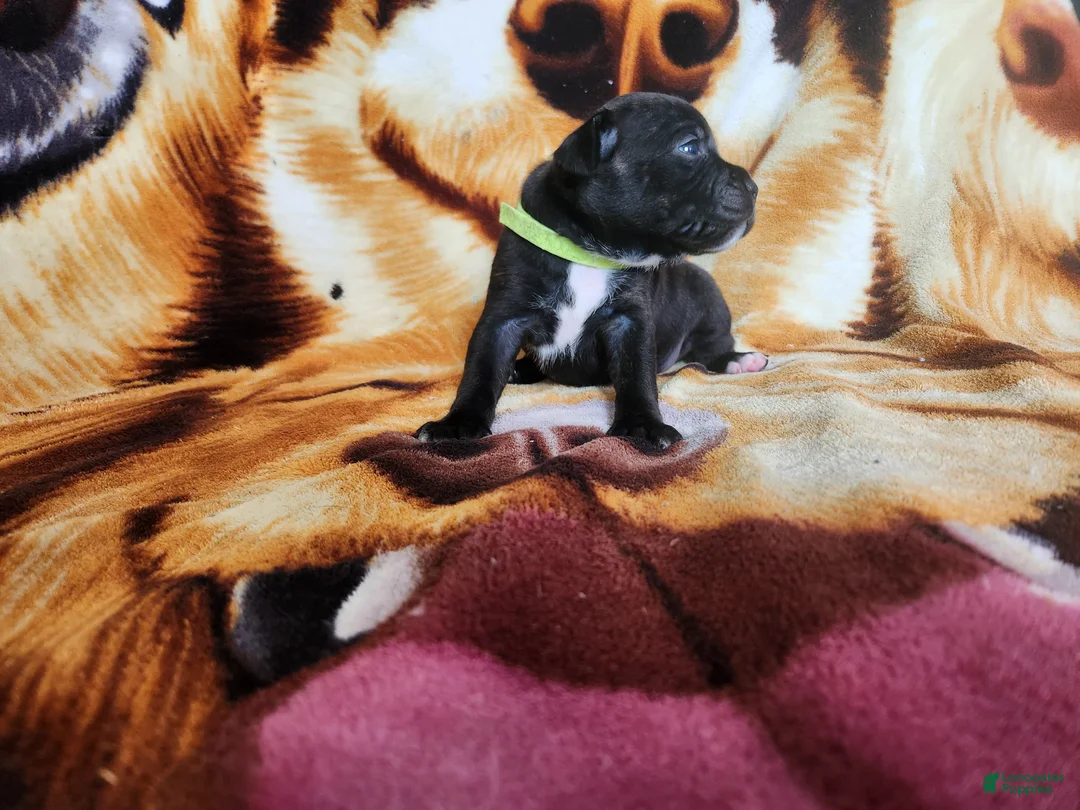 Staffordshire Bull Terrier dogs for sale: Gio - Ad 1