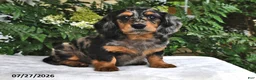 Miniature Dachshund dogs for sale: Tobie - Ad 4