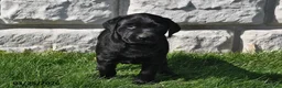 Labrador Retriever dogs for sale: Tanner - Ad 3