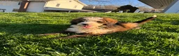 Bernedoodle dogs for sale: Sadie - Ad 5
