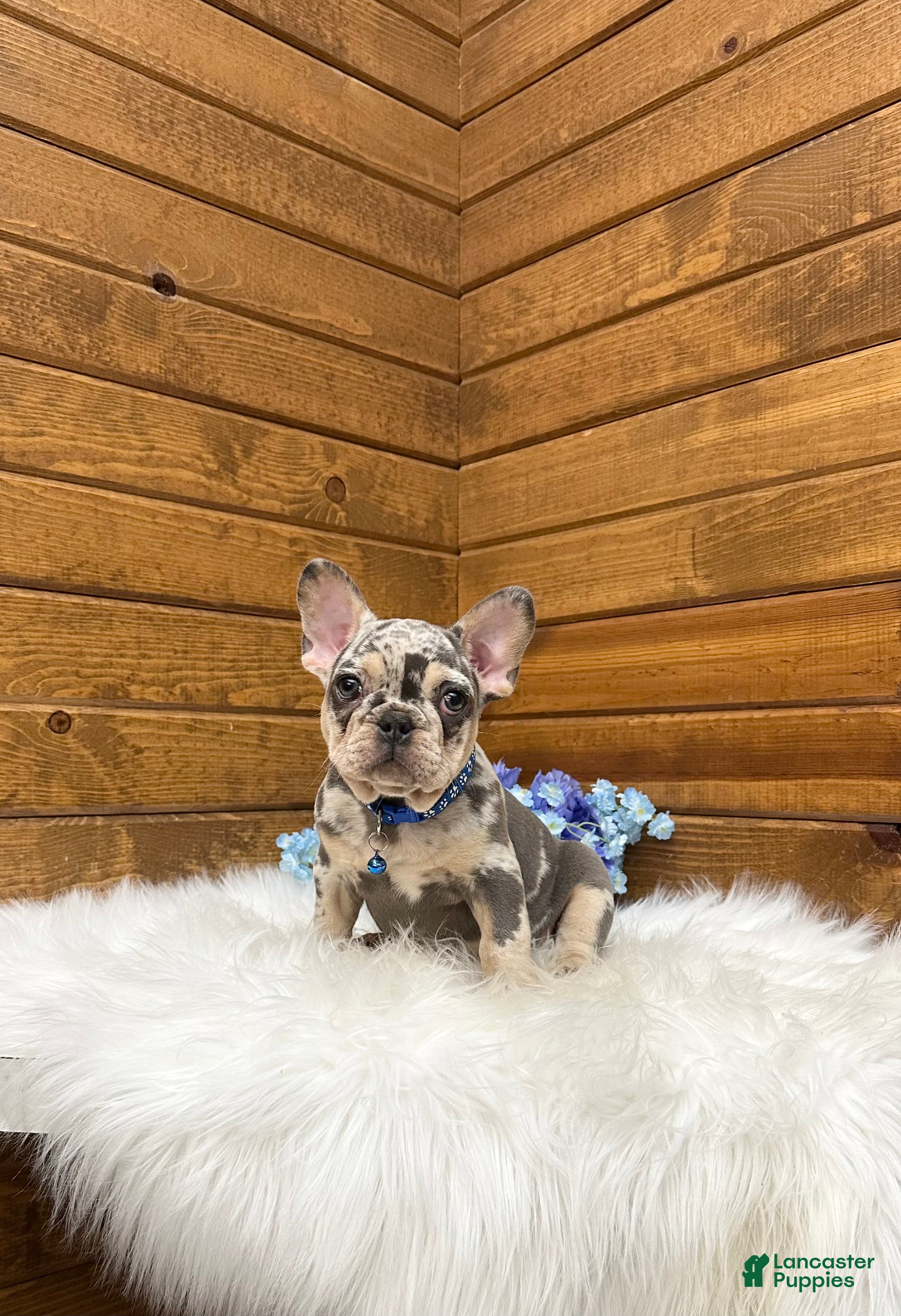 French Bulldog dogs Aspen - Ad 1