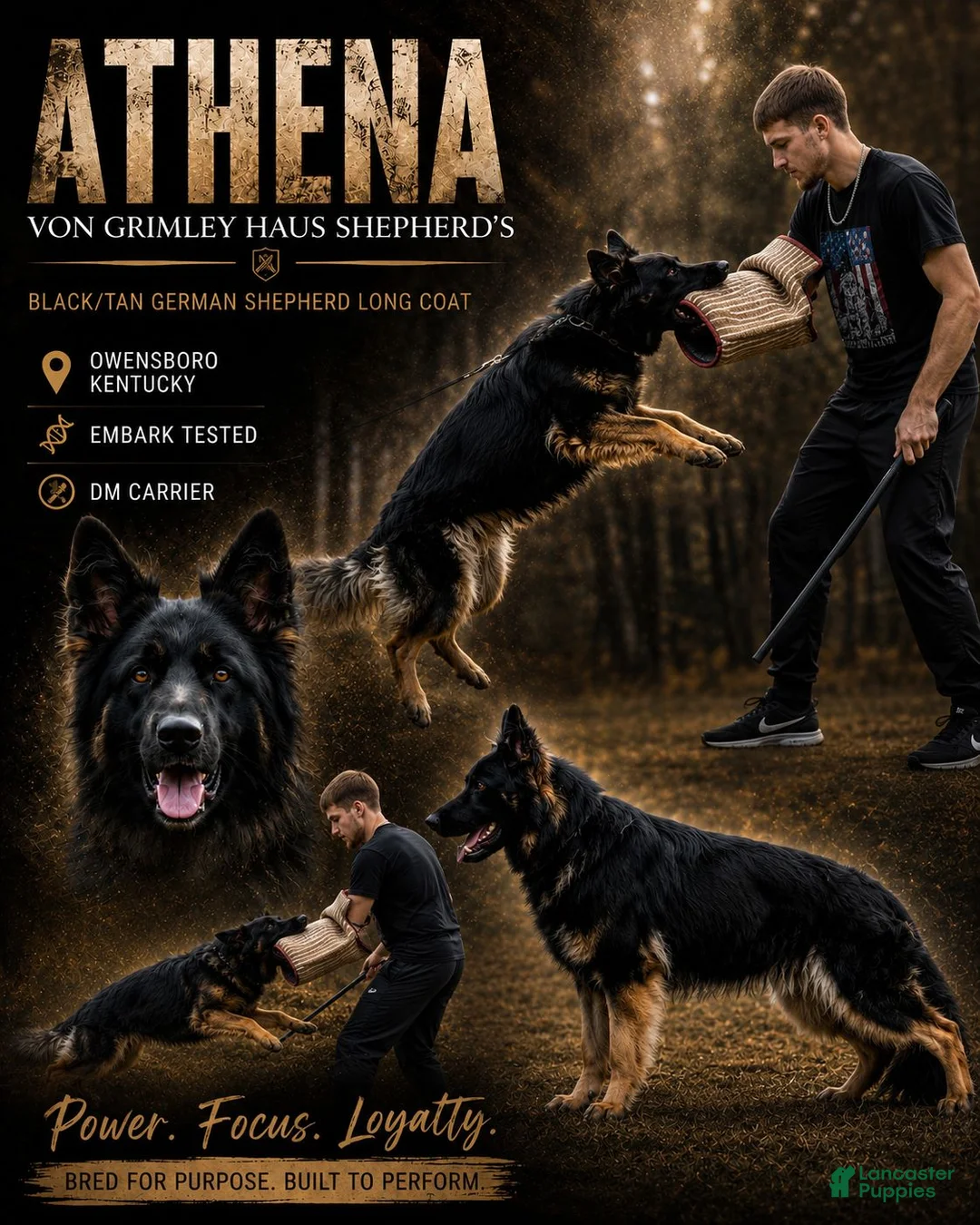 German Shepherd dogs for sale: Venus - Ad 8