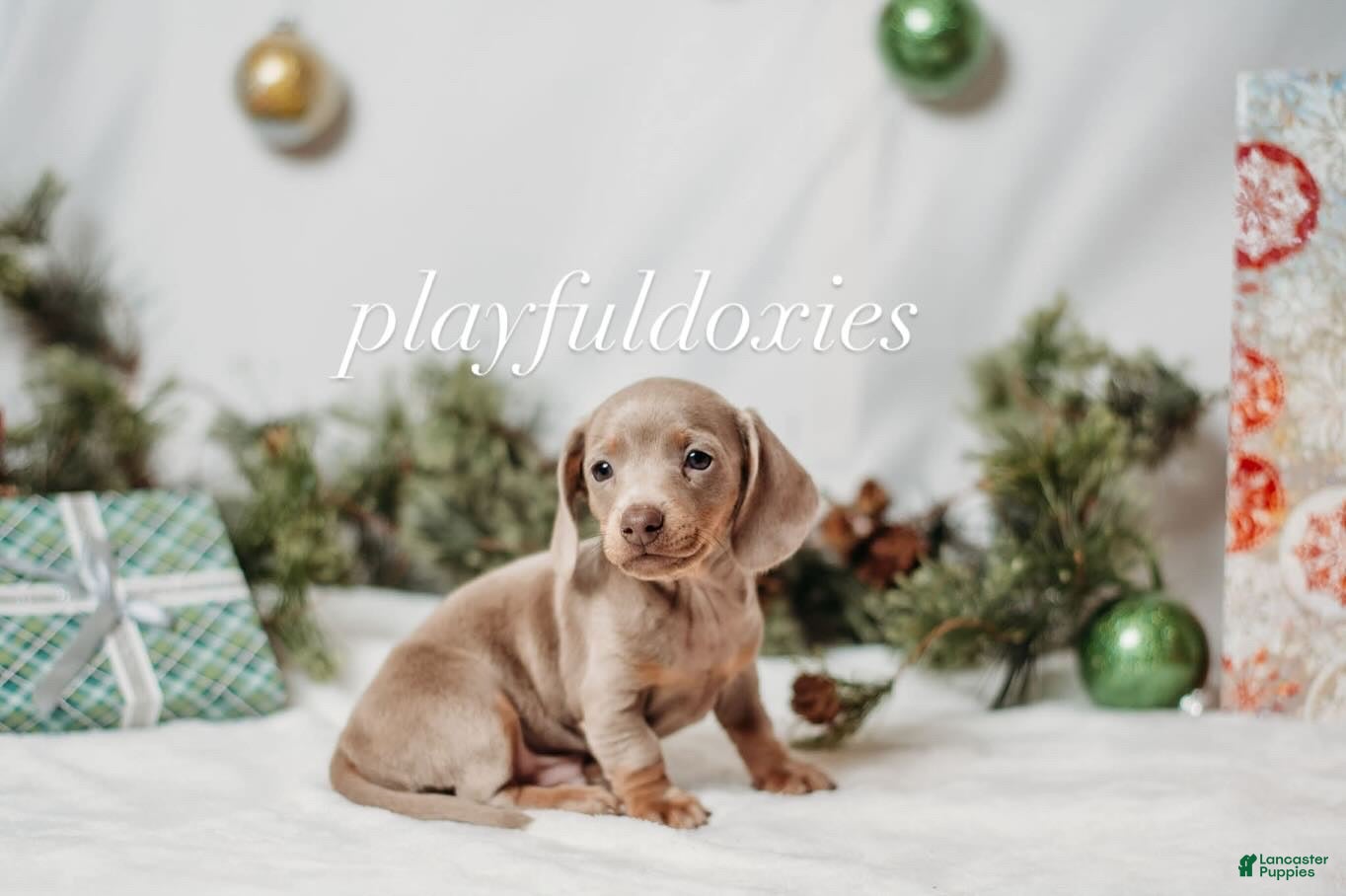 Miniature Dachshund dogs Ravioli's Smooth Coat Male - Ad 1