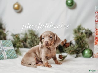 Miniature Dachshund dogs Ravioli's Smooth Coat Male - Ad 1