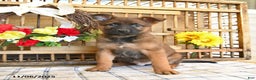 Mixed Breed dogs for sale: Oscar - Ad 8