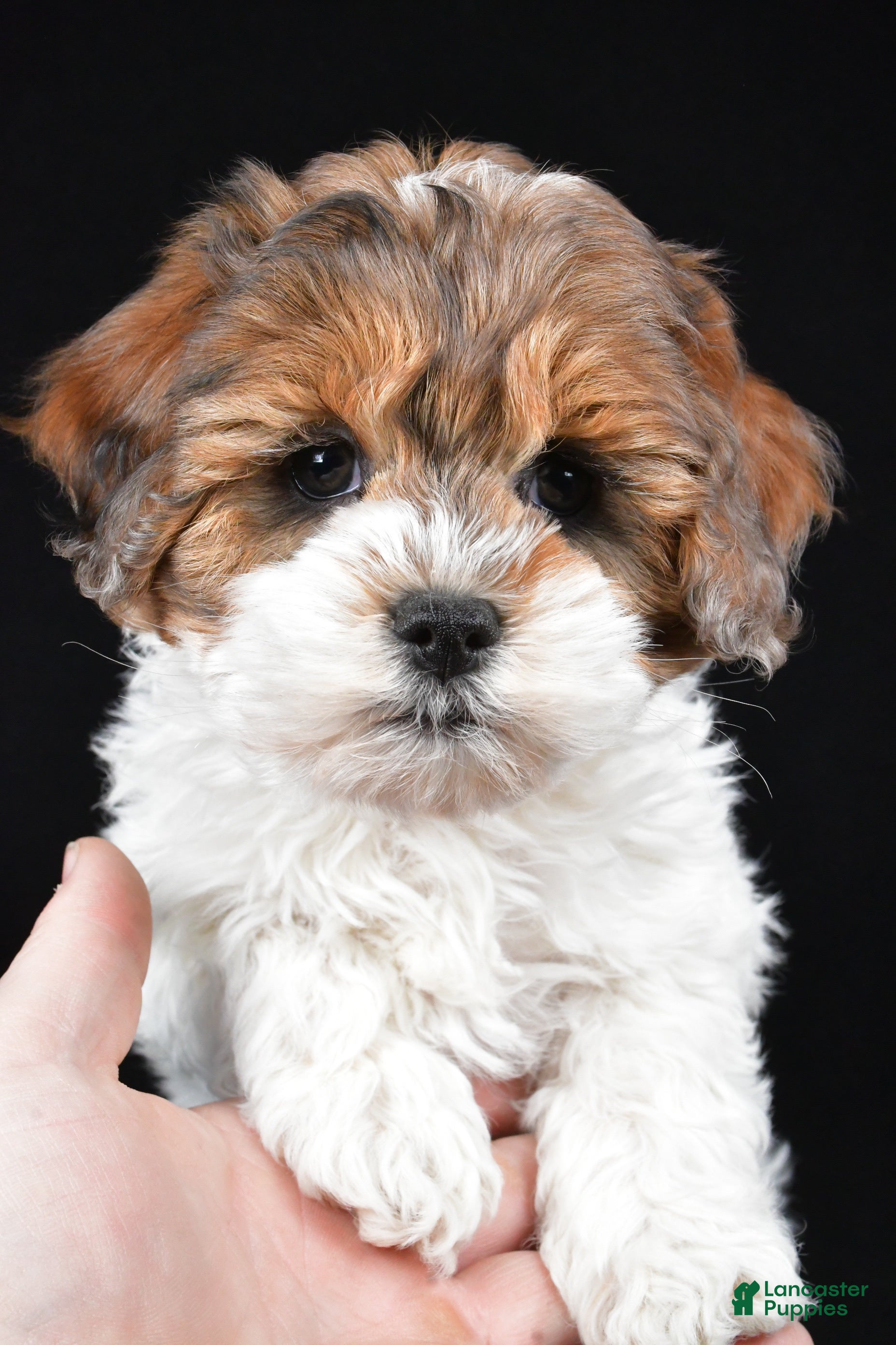 Cockapoo dogs Alice - Ad 2