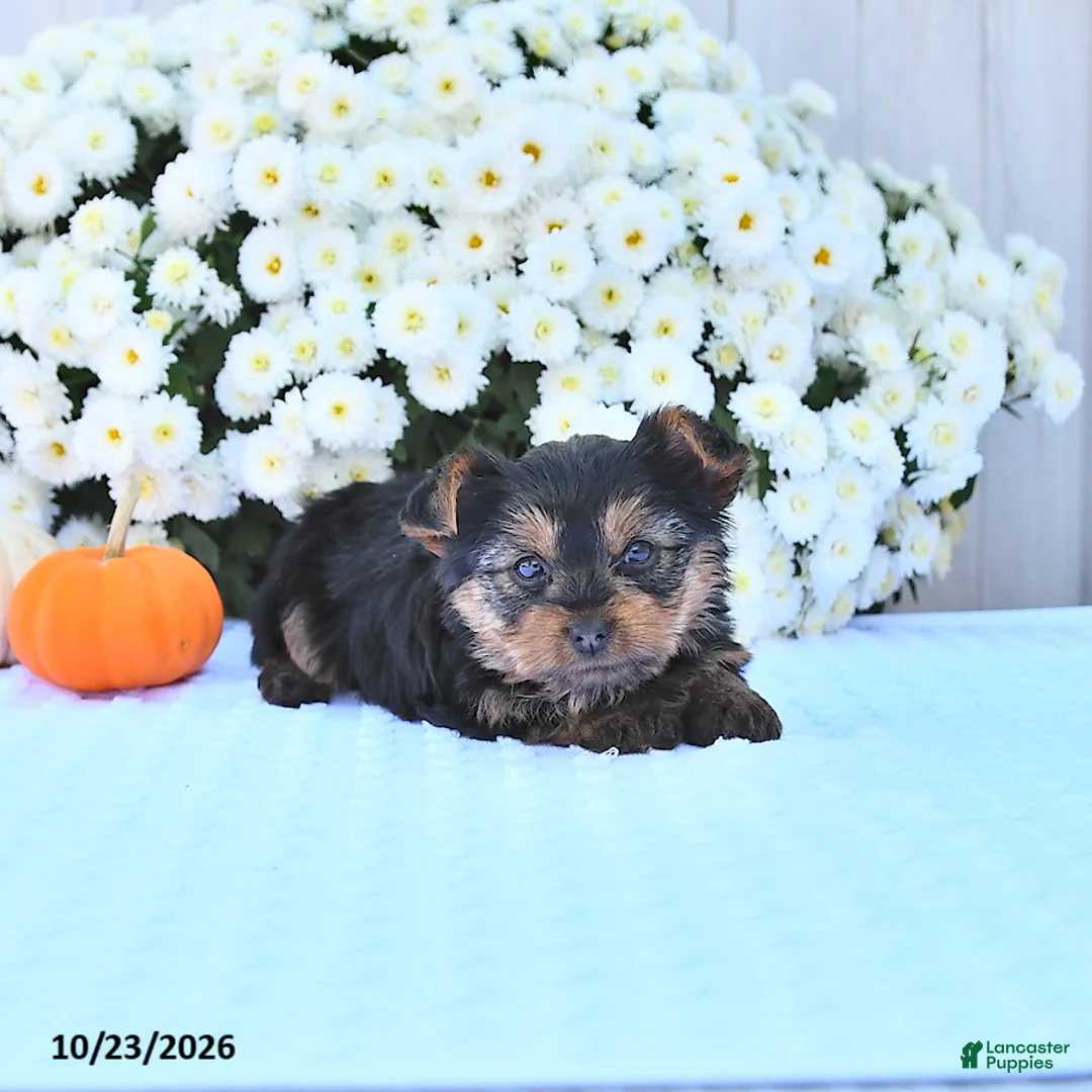 Yorkshire Terrier dogs for sale: Sophia - Ad 1