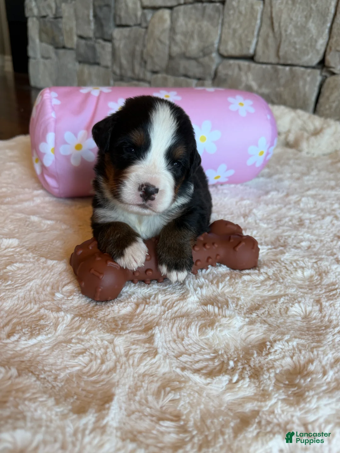 Topaz Bernese Mountain Dog for sale in Bixby | Lancaster Puppies