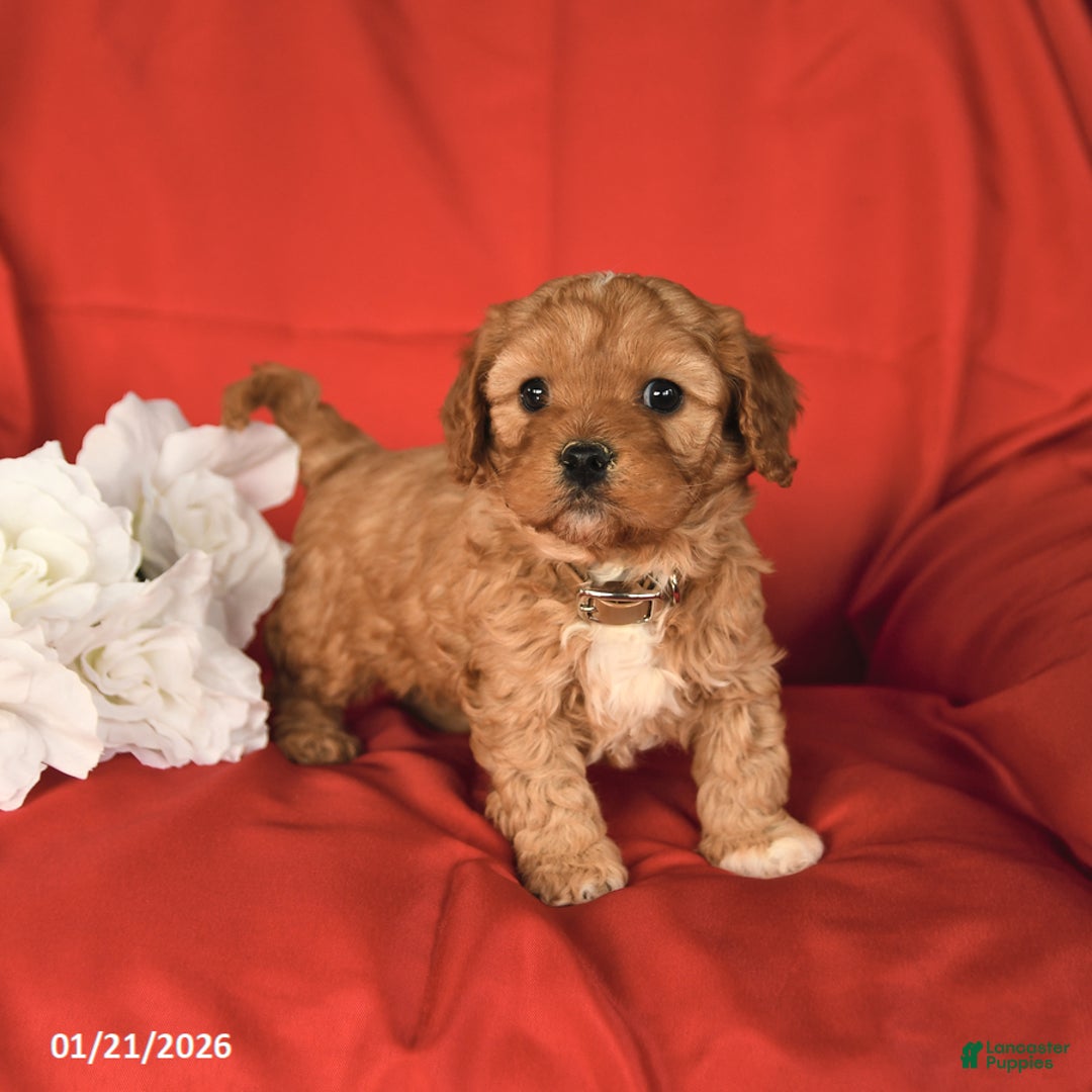 Cavapoo dogs for sale: Charm  - Ad 2