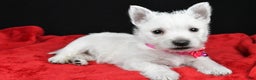 West Highland Terrier dogs for sale: Ellie - Ad 2