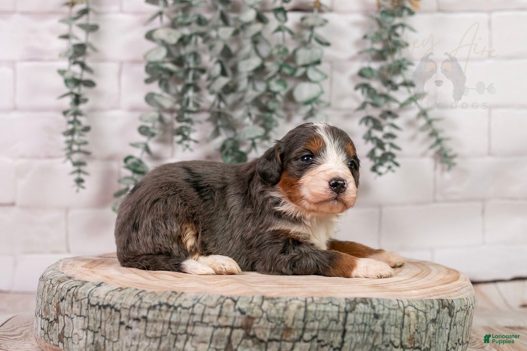 Bernedoodle dogs for sale: Nordic - Ad 1