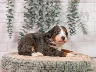 Bernedoodle dogs Nordic - Ad 23