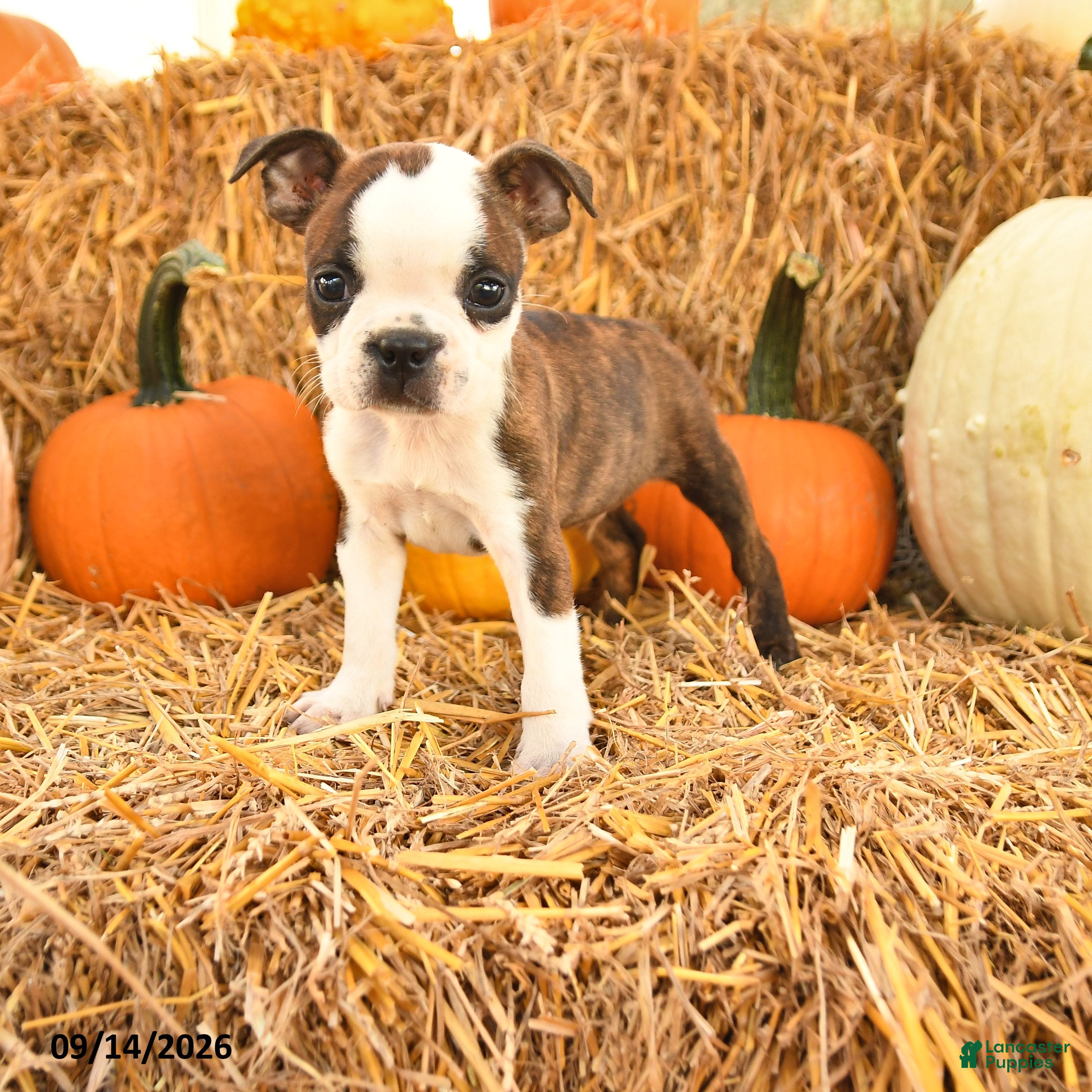 Boston Terrier dogs Charlie - Ad 1