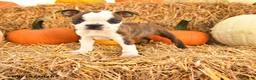 Boston Terrier dogs for sale: Charlie - Ad 1