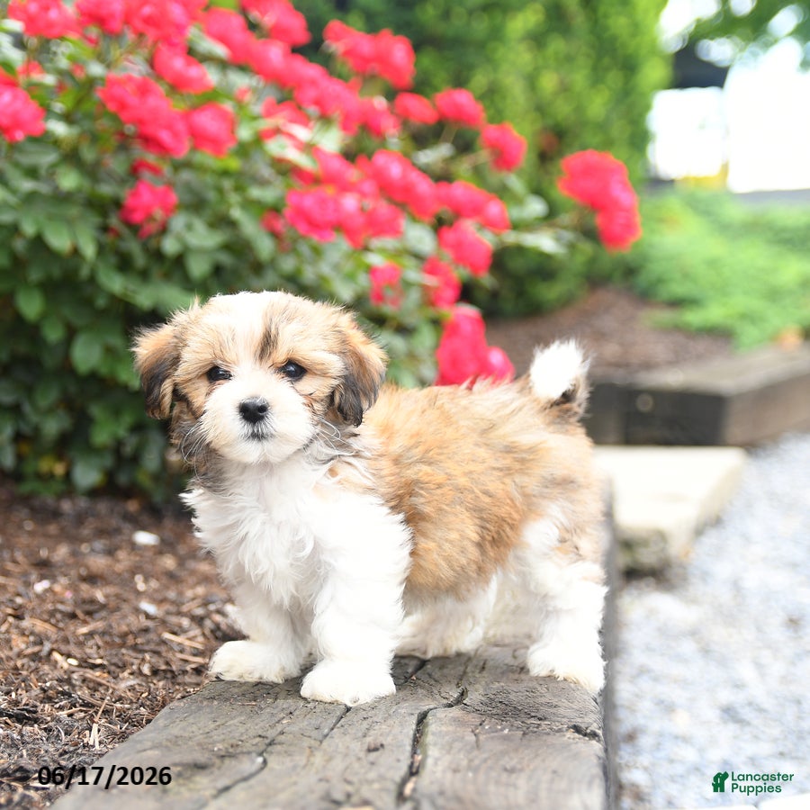 Mixed Breed dogs Jake - Ad 2