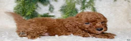 Cavapoo dogs for sale: Cavapoo 3 - Ad 4