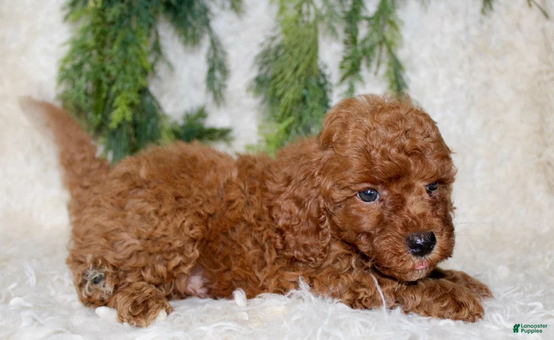 Cavapoo dogs for sale: Cavapoo 3 - Ad 4