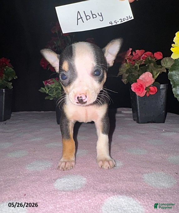 Chihuahua dogs Abby - Ad 1